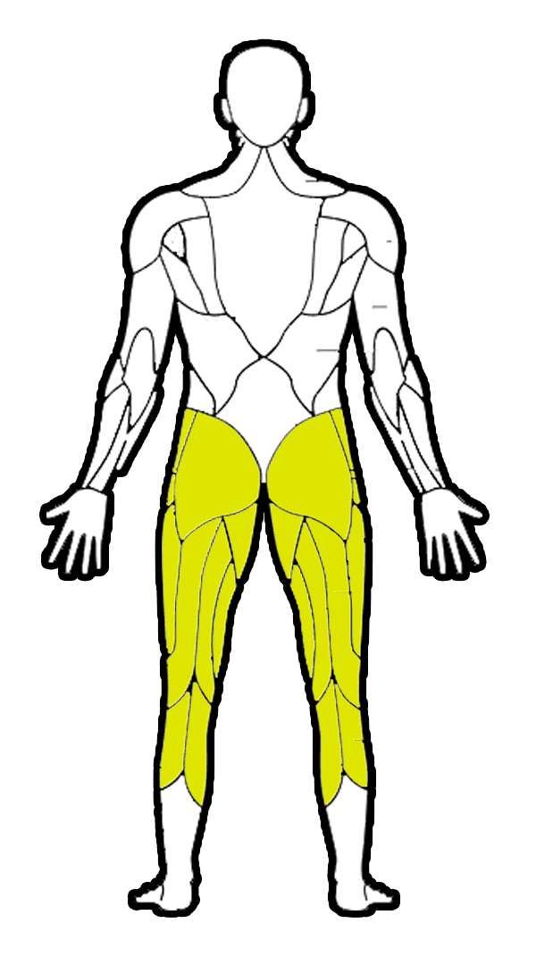 lower-body-back
